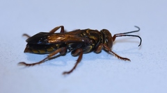 Liris haemorrhoidalis