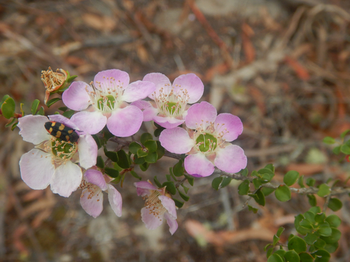Leptospermum rotundifolium, photograph 2