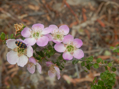 Leptospermum rotundifolium, photograph (c) Bryce Watts-Parker, some rights reserved (CC BY)