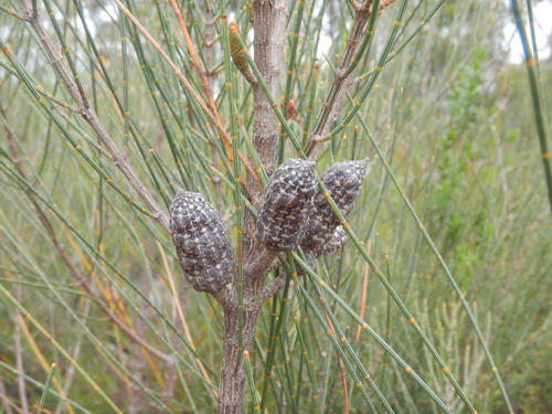 Allocasuarina distyla (Allocasuarina distyla)