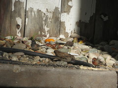 Haemorhous mexicanus