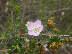 Leptospermum rotundifolium, photograph (c) Bryce Watts-Parker, some rights reserved (CC BY)
