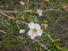 Leptospermum rotundifolium