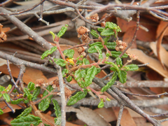 Commersonia hermanniifolia, photograph (c) Bryce Watts-Parker, some rights reserved (CC BY)