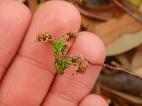 Commersonia hermanniifolia, photograph 6