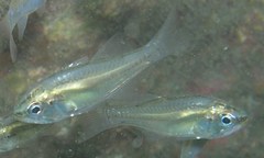 Siphamia roseigaster