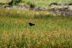 Chrysomus icterocephalus