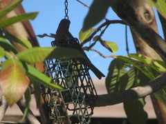 Haemorhous mexicanus