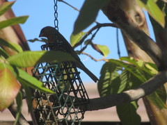 Haemorhous mexicanus