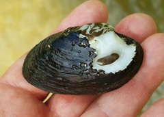 Alasmidonta undulata