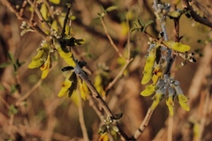 Anagyris foetida