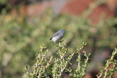 Polioptilidae