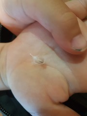 Eudyptula minor iredalei