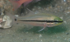 Spiny-Eyed Cardinalfish photo 2