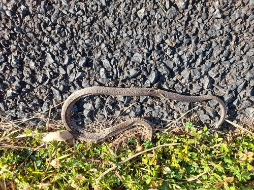 Common keelback sighting
