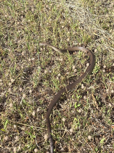 Eastern Brown Snake sighting