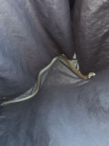 Eastern Brown Snake sighting