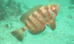 Priacanthus macracanthus