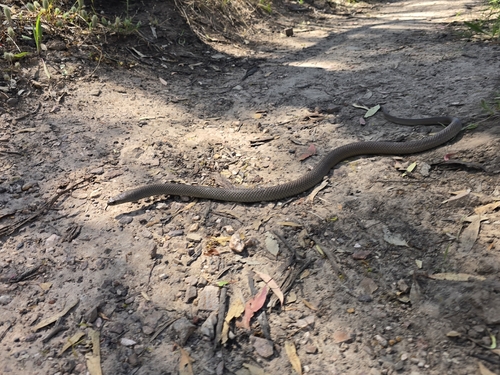 Eastern Brown Snake sighting