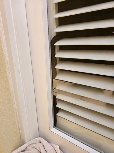 Eastern Brown Snake sighting