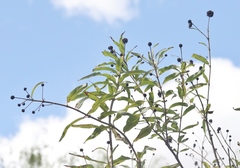 Cephalanthus salicifolius