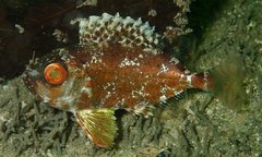 Priacanthus macracanthus
