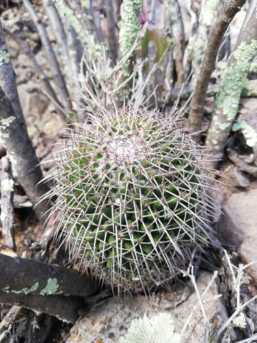 Mammillaria polythele