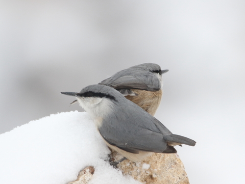 Western Rock Nuthatch, photo 5 of 9