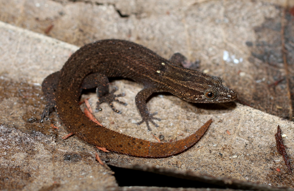 Reef Gecko