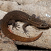Reef Gecko - Photo (c) J.D. Willson, some rights reserved (CC BY-NC), uploaded by J.D. Willson