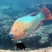 Rainbow Parrotfish - Photo (c) Kevin Bryant, some rights reserved (CC BY-NC-SA)