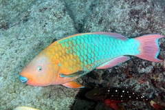Rainbow Parrotfish photo 1