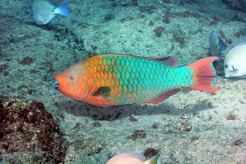 Rainbow Parrotfish