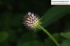 Dipsacus japonicus