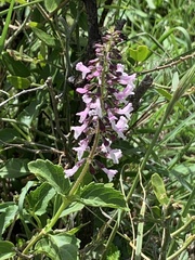 Stachydeae