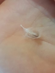 Eudyptula minor iredalei