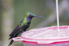 Black-Throated Brilliant photo 4