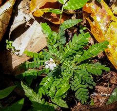 Biophytum dendroides