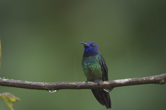 Chrysuronia oenone