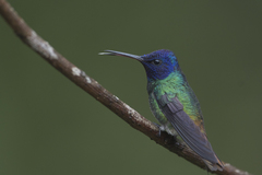 Chrysuronia oenone