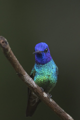 Chrysuronia oenone