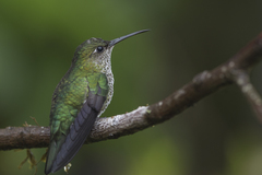 Taphrospilus hypostictus