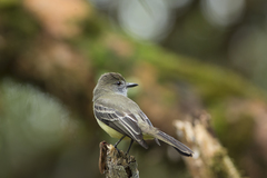 Myiarchus cephalotes