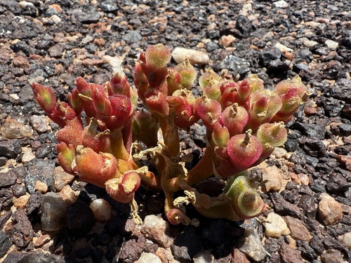 Mesembryanthemum fastigiatum 3