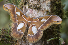 Rothschildia aricia
