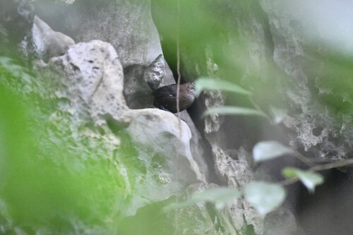 Nava's Wren (Hylorchilus navai), photo 9