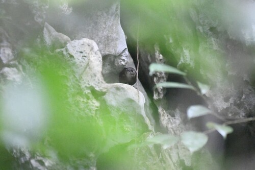 Nava's Wren (Hylorchilus navai), photo 10