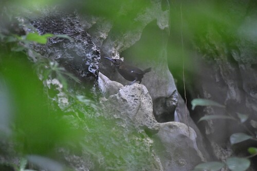 Nava's Wren (Hylorchilus navai), photo 2