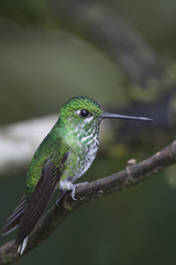 Urosticte ruficrissa