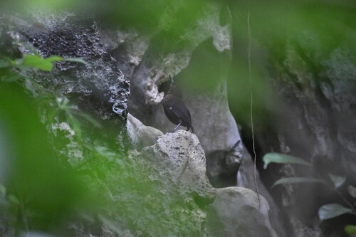 Nava's Wren (Hylorchilus navai), photo 3